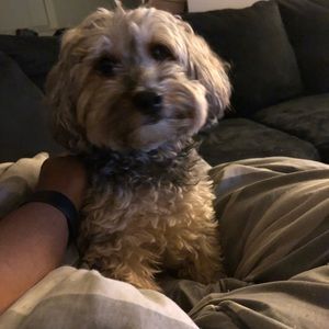 Meet your Posher, Sean